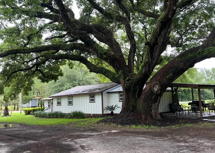 Charming Oak